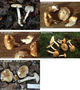 Hygrophorus arbustivus